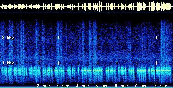 Spectrogram of the Signal