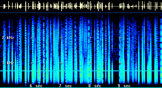 Spectrogram of the Signal